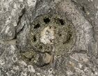 Biocoenosis & Speetoniceras Ammonite Association #38827-4